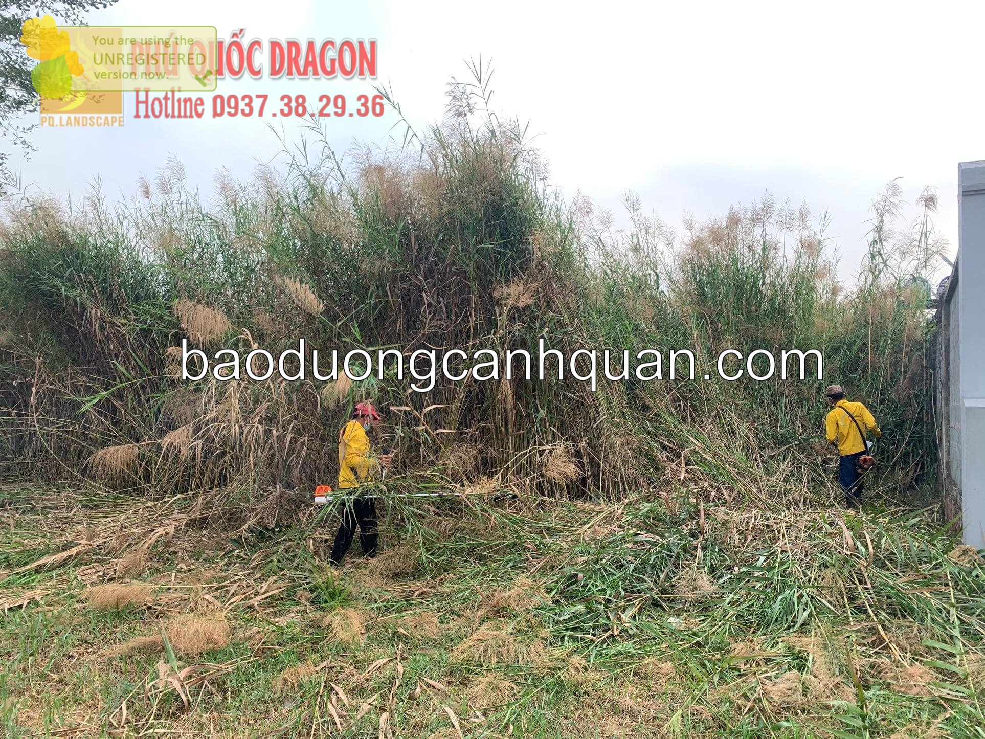 Dịch vụ cắt cỏ chuyên nghiệp giá rẻ ở HCM, Đồng Nai